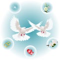 Set of images for a wedding illustration with soaring white doves Royalty Free Stock Photo